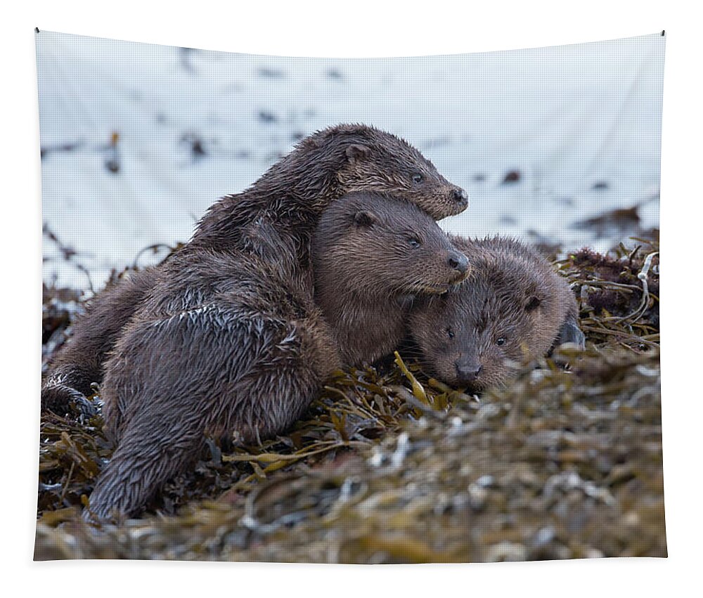 Otter Tapestry featuring the photograph Otter Family Together by Pete Walkden