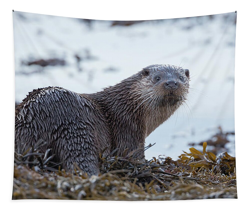 Otter Tapestry featuring the photograph Otter Looks Back by Pete Walkden