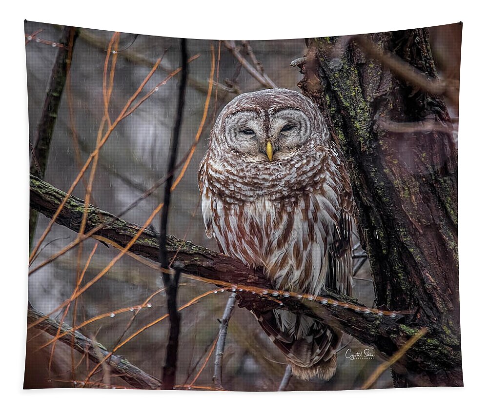 Owl Tapestry featuring the photograph Owl by Crystal Socha