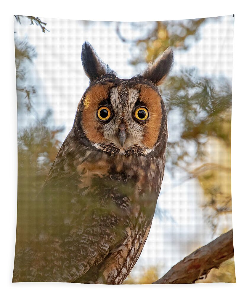 0wls Tapestry featuring the photograph Owl Surprise #1 by Mindy Musick King