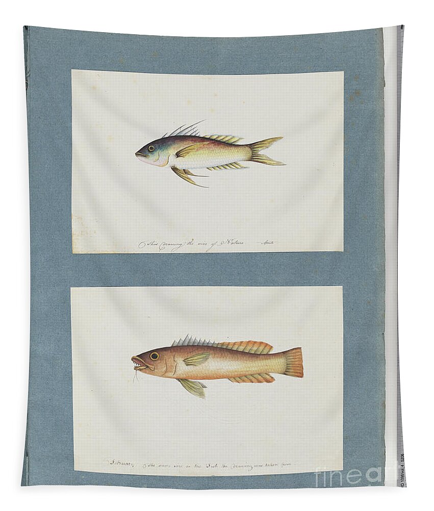 Fish tapestry new arrivals