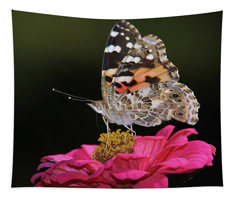The Painted Lady Tapestry featuring the photograph Painted Lady Butterfly by Ernest Echols