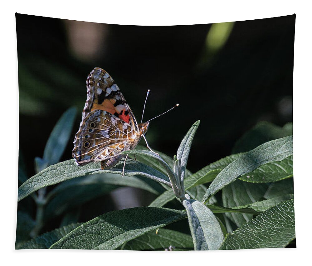 Bright Tapestry featuring the photograph Painted Lady Profile by Scott Lyons