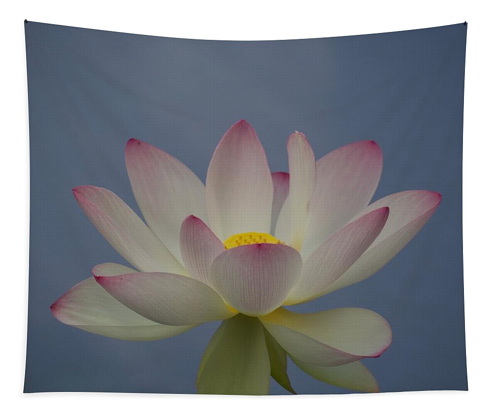 Blossom Tapestry featuring the photograph Pale Pink Lotus Blossom by L Bosco