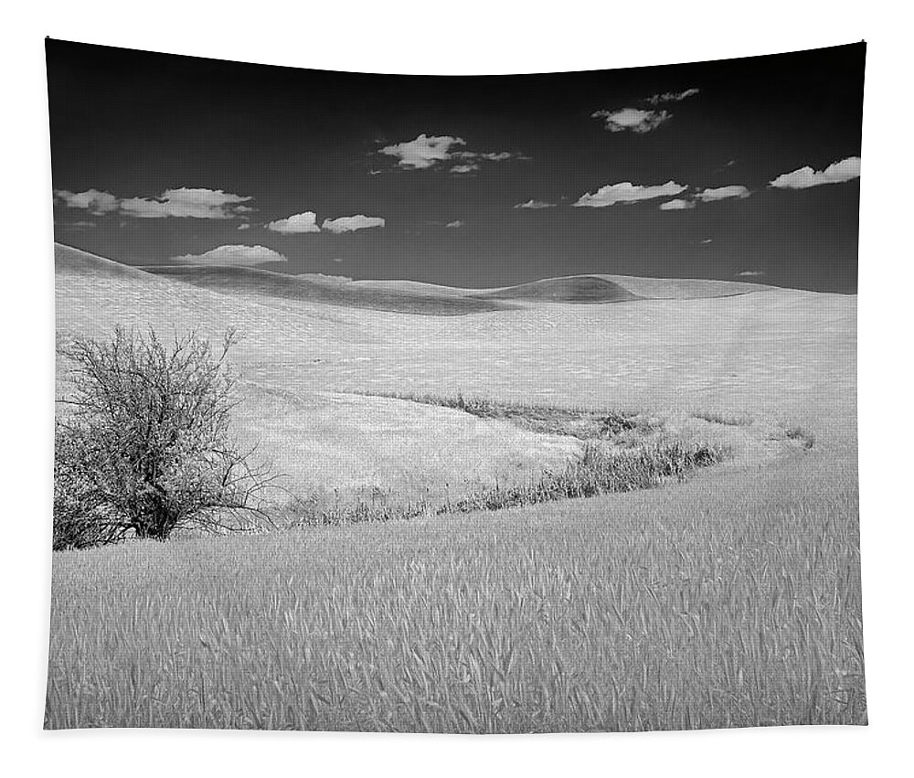 Palouse Tapestry featuring the photograph Palouse Tree II by Jon Glaser