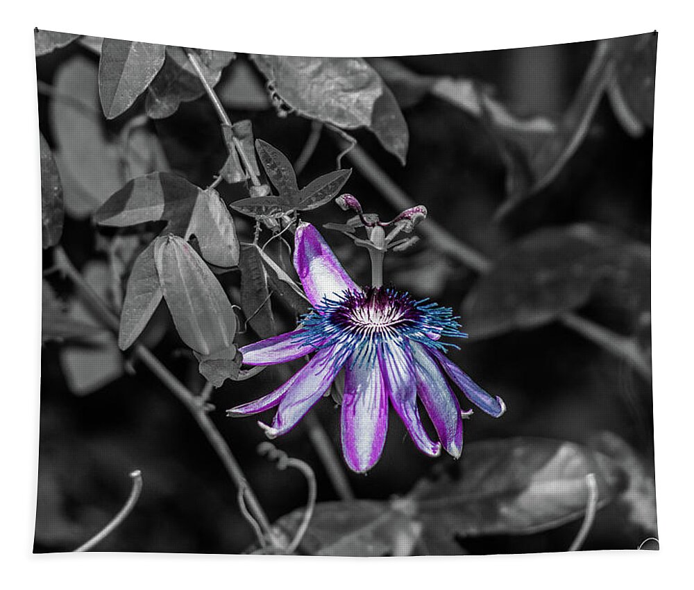 Arizona Tapestry featuring the photograph Passion Flower Only Alt by Dennis Dempsie
