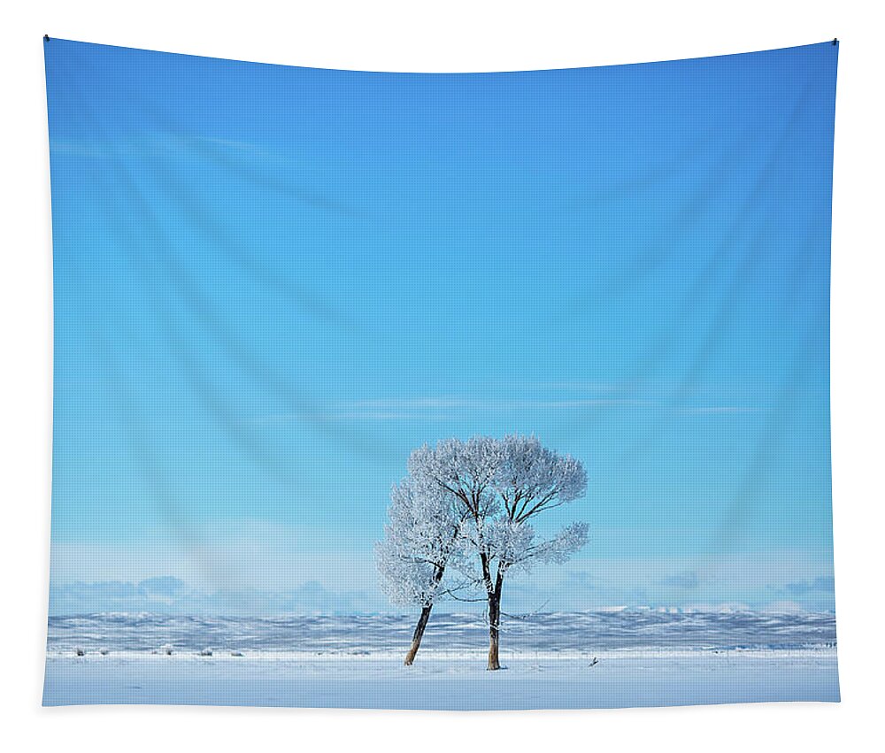 Blue Sky Tapestry featuring the photograph Peace in blue and white winter trees by Julieta Belmont