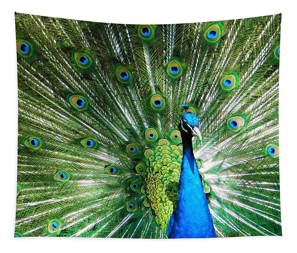 - Peacock Tapestry featuring the photograph - Peacock by THERESA Nye