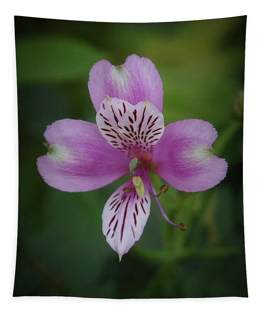 Peruvian Lily Tapestry featuring the photograph Peruvian Lily by Ernest Echols