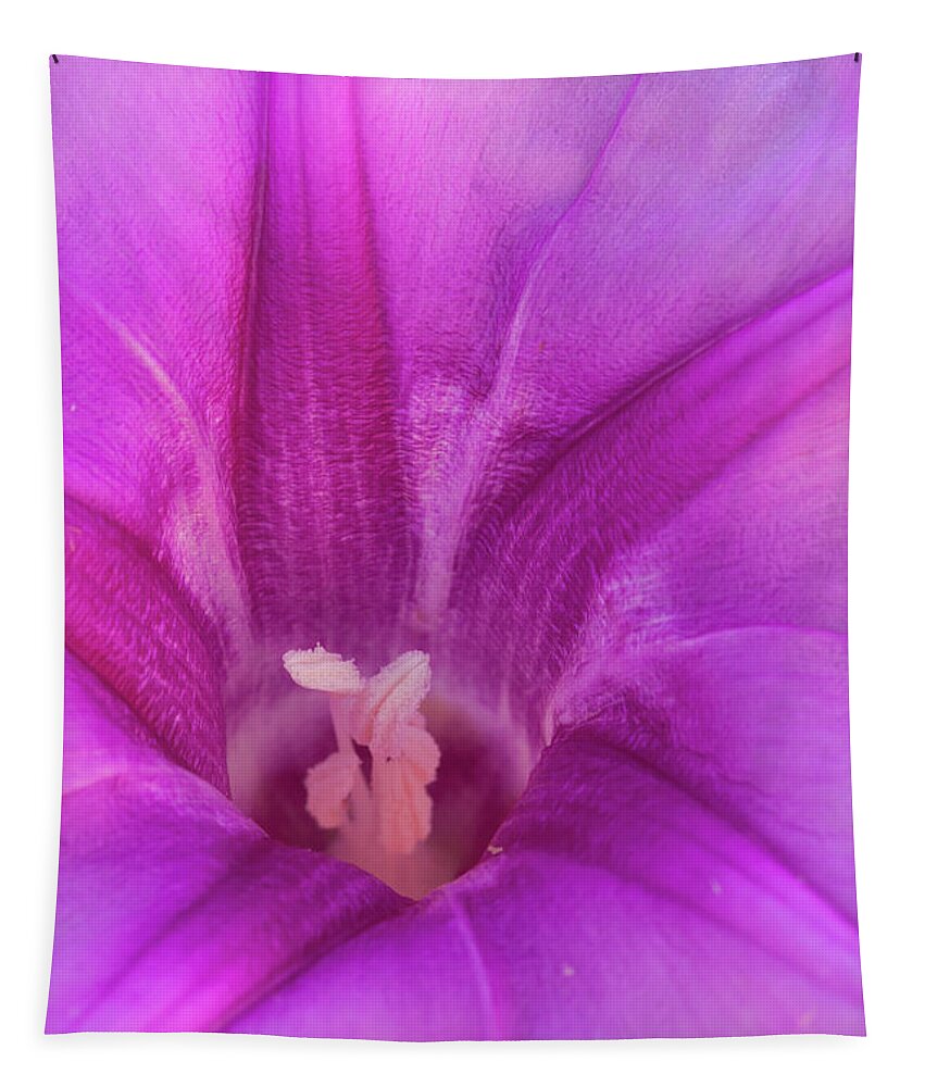 Pes Caprae Flower Tapestry featuring the photograph Pes Caprae Flower by Paul Rebmann
