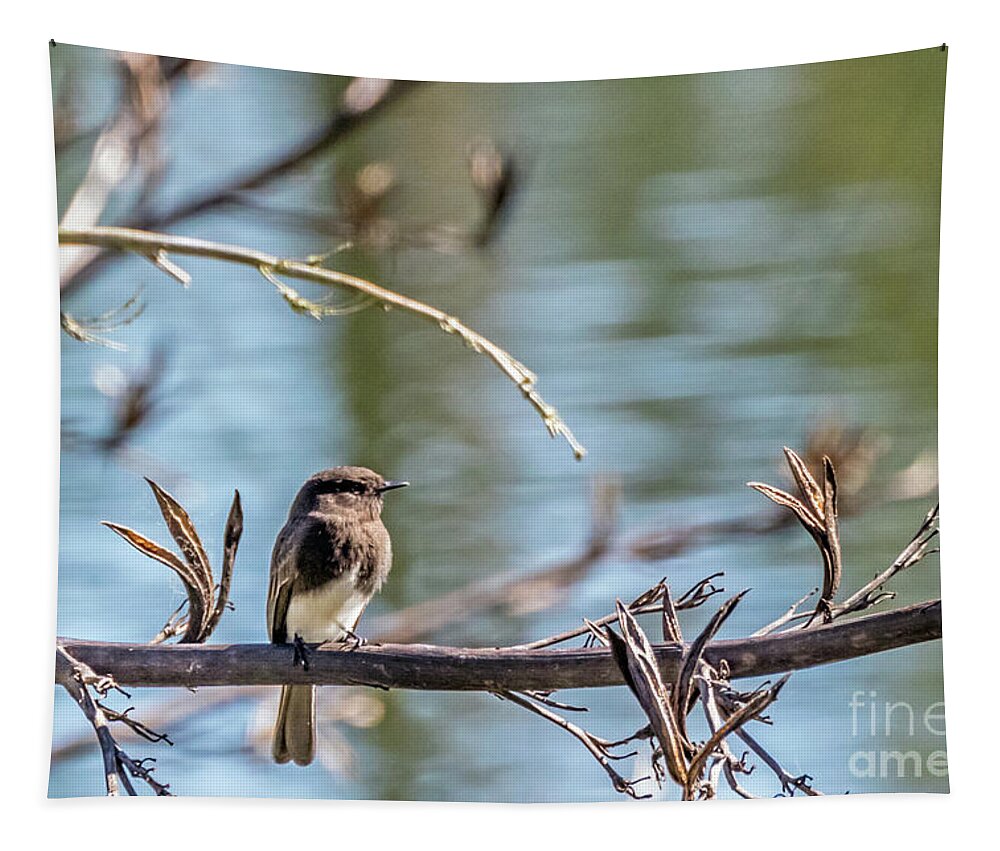 Black Phoebe Tapestry featuring the photograph Phoebe by Kate Brown