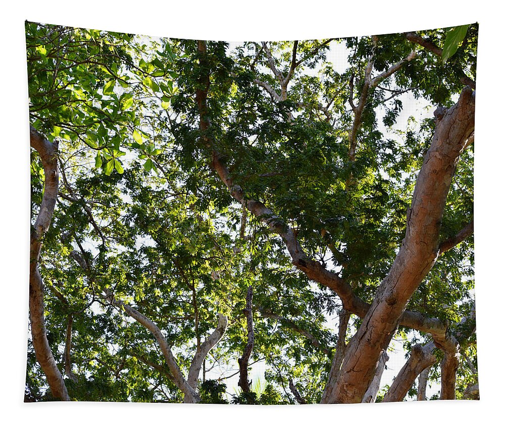 Tree Tapestry featuring the photograph Photo 66 Tropical Trees by Lucie Dumas