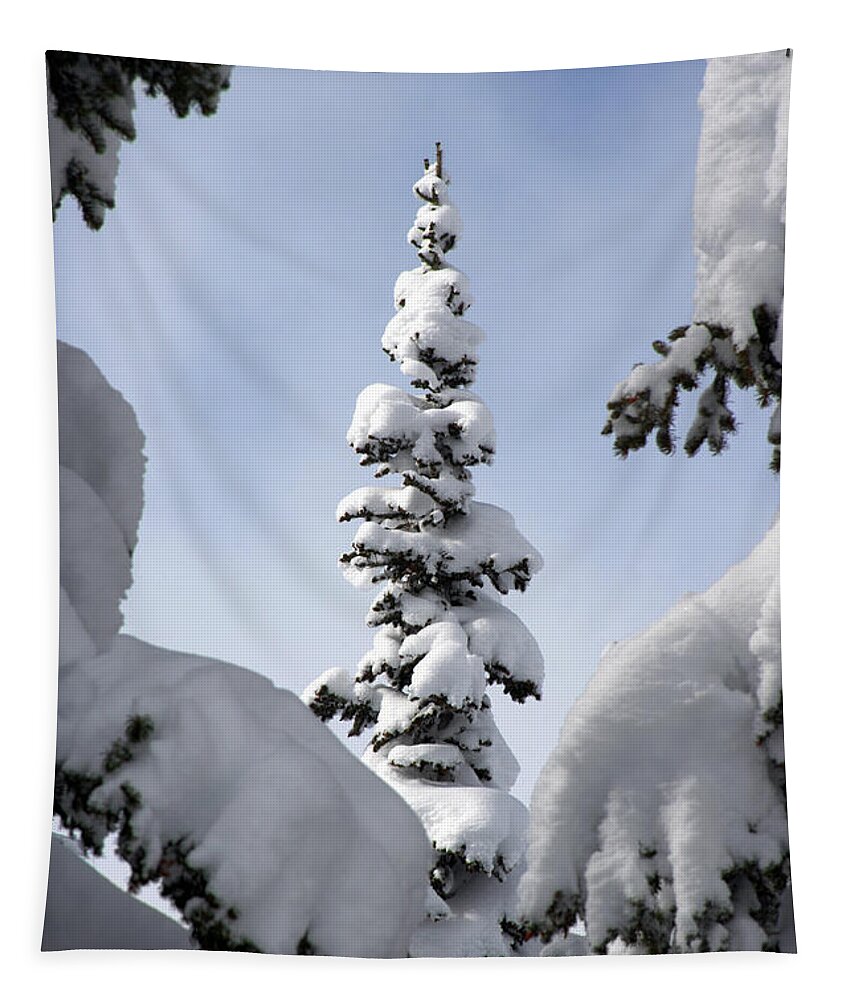 Snow Tapestry featuring the photograph Pine Framed in Powder by Brett Pelletier