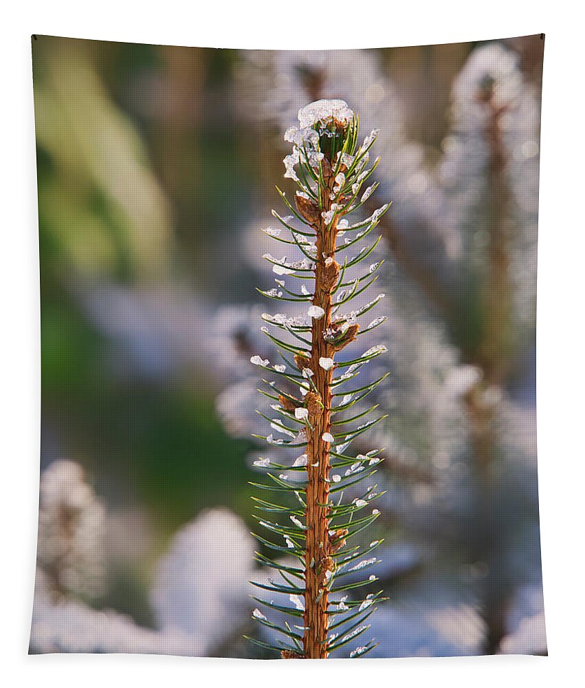 Pine Tapestry featuring the photograph Pine tree tip I by Steven Ralser