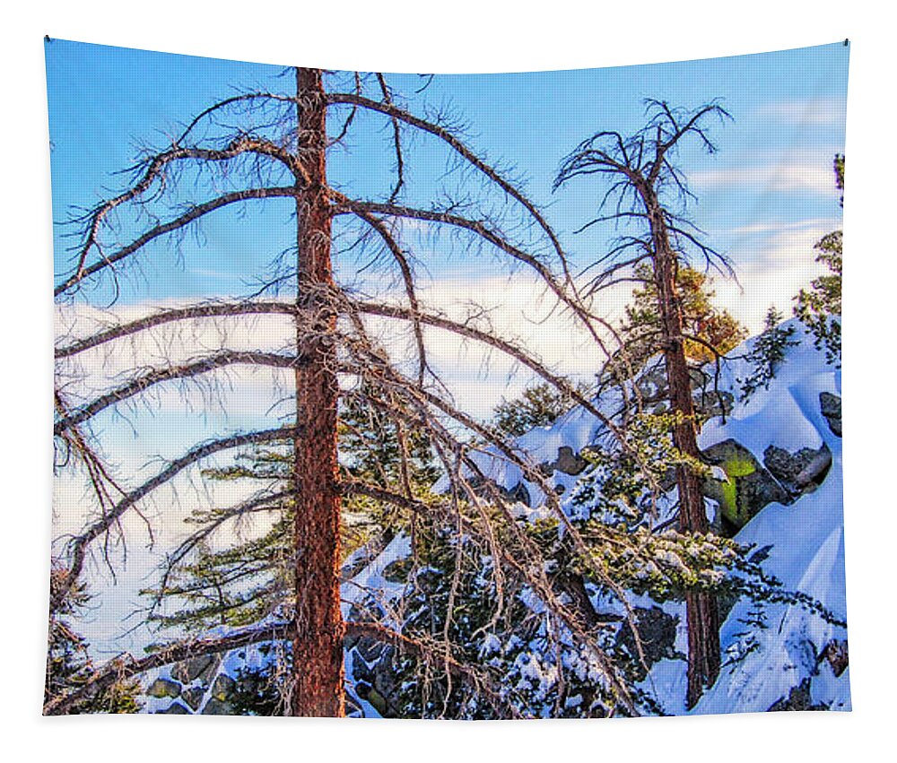 Winter Tapestry featuring the photograph Pines In The Sky by Sandra Selle Rodriguez