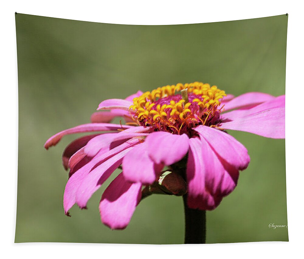 Photograph Tapestry featuring the photograph Pink Coneflower in Pastel by Suzanne Gaff