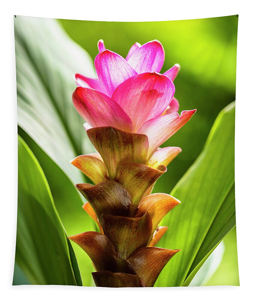 Background Tapestry featuring the photograph Pink Curcuma Flower by Raul Rodriguez