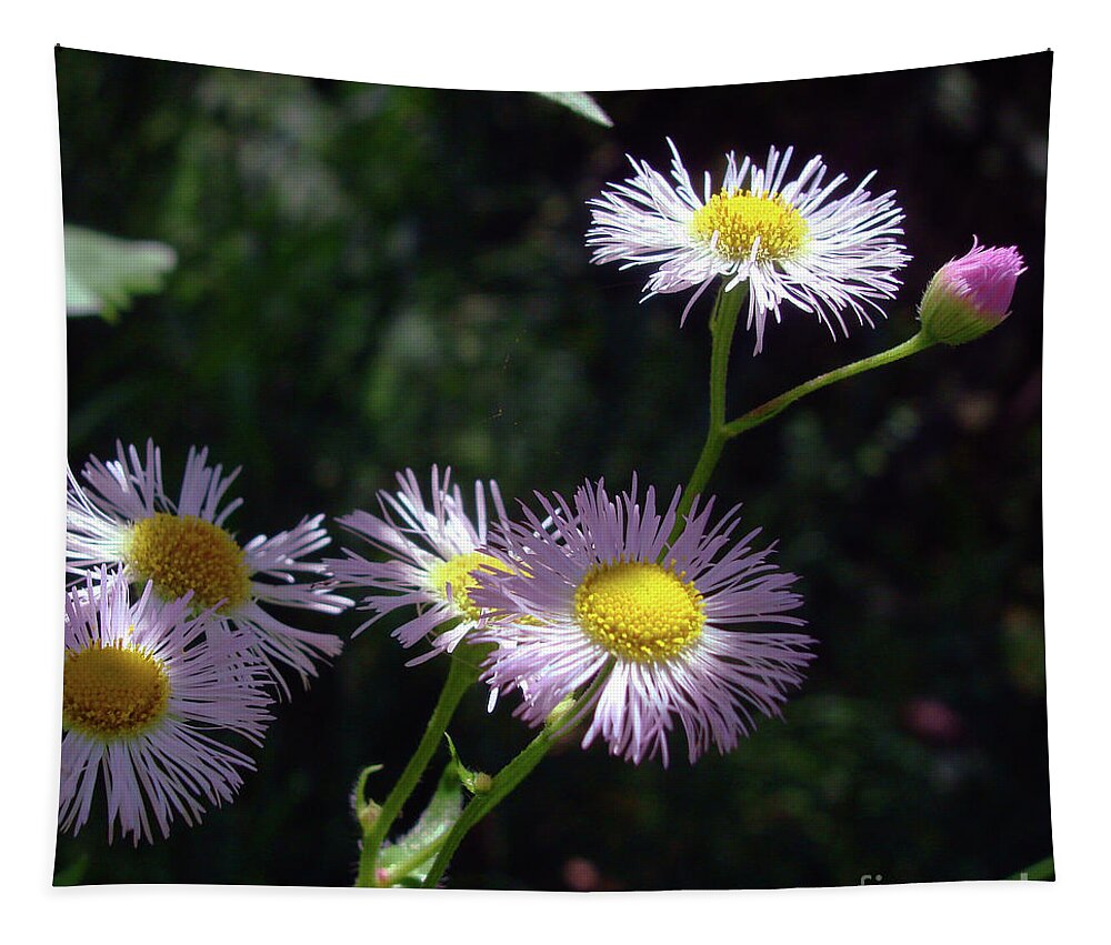 Common Fleabane Tapestry featuring the photograph Pink Fleabane 11 by Amy E Fraser