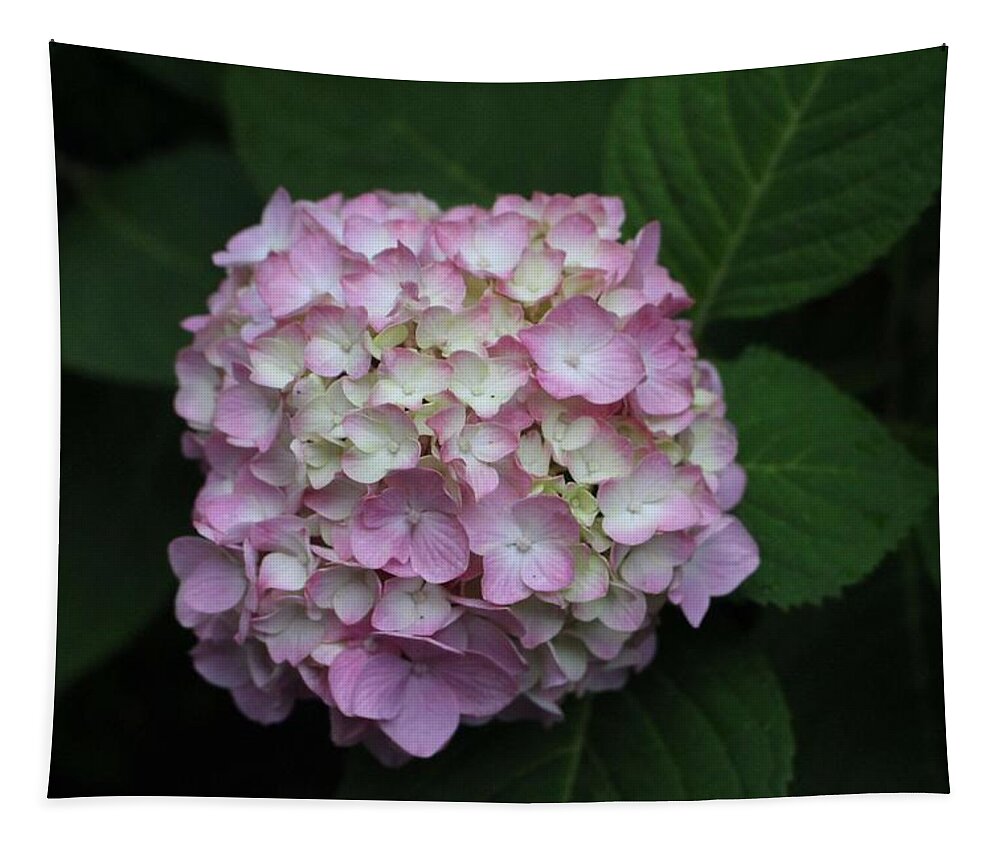 Pink Tapestry featuring the photograph Pink Hydrangea by Christopher Lotito
