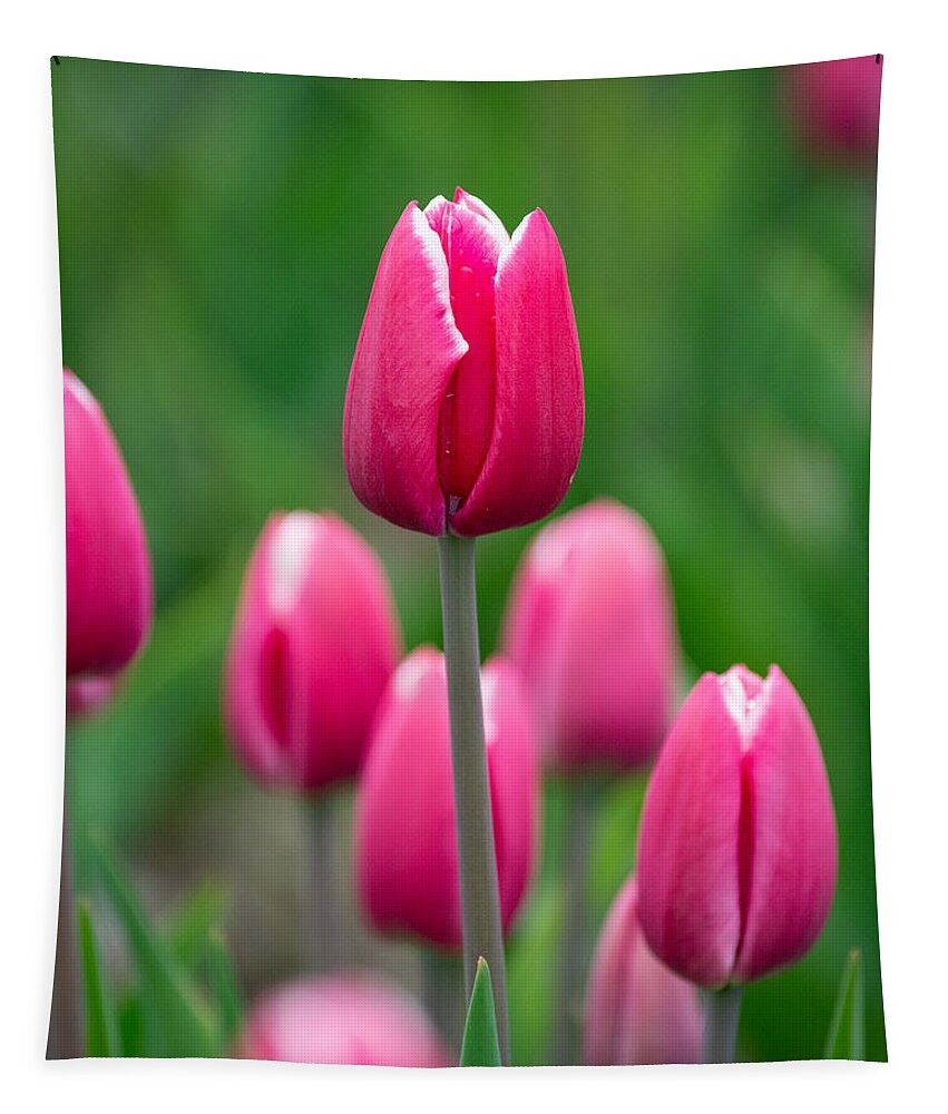 Pink Tapestry featuring the photograph Pink by Linda Bonaccorsi