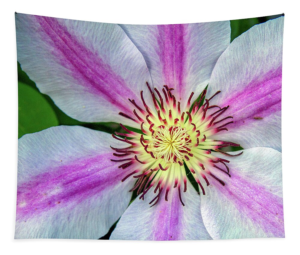Petal Tapestry featuring the photograph Pink Striped Clematis Close up by Jean Noren