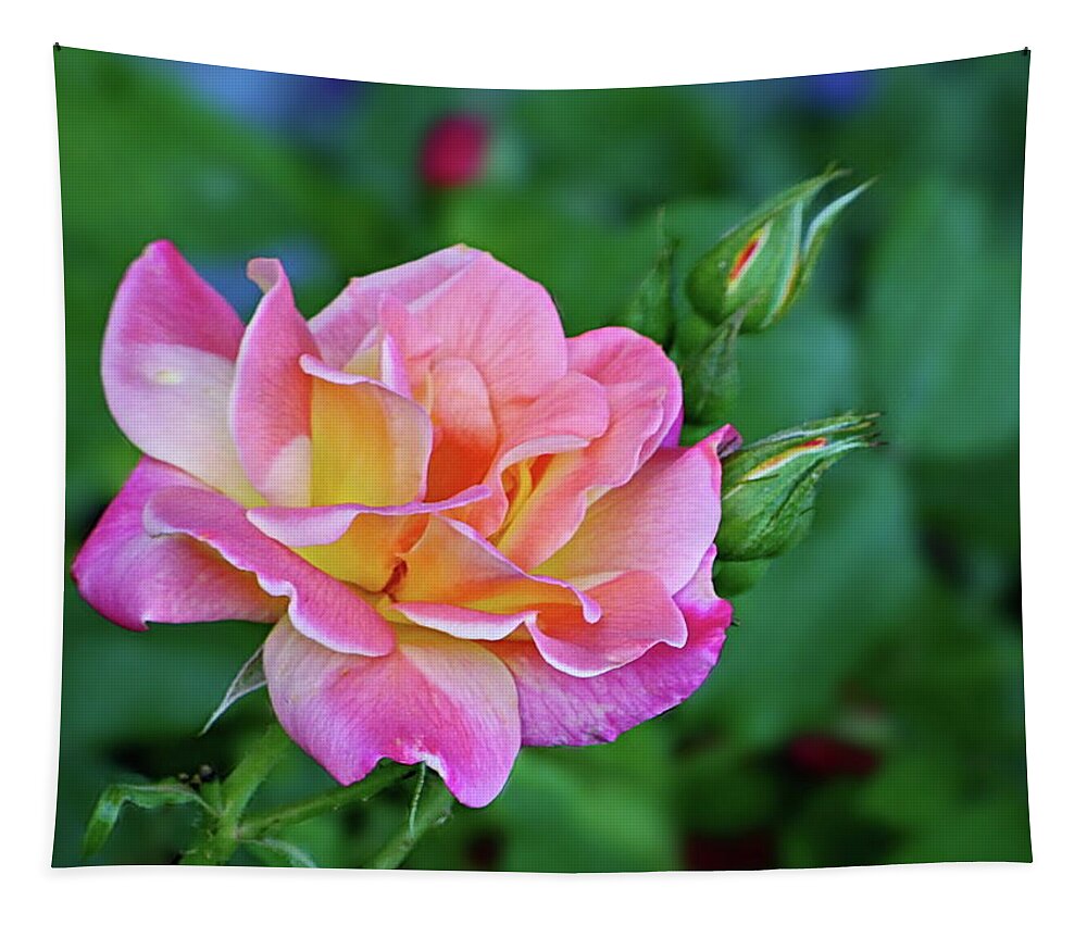 Rose Tapestry featuring the photograph Pink with Yellow Color Rose by Lyuba Filatova