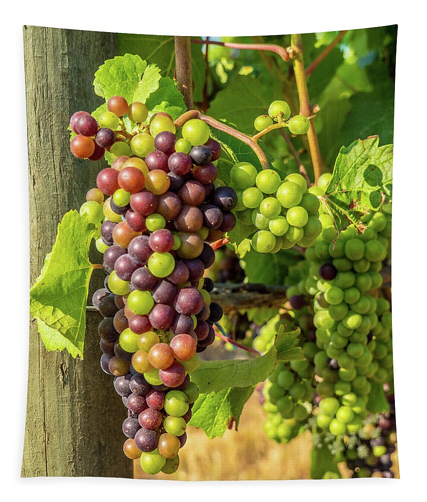 Grapes Tapestry featuring the photograph Pinot Gris Willamette Valley Vineyard by Leslie Struxness