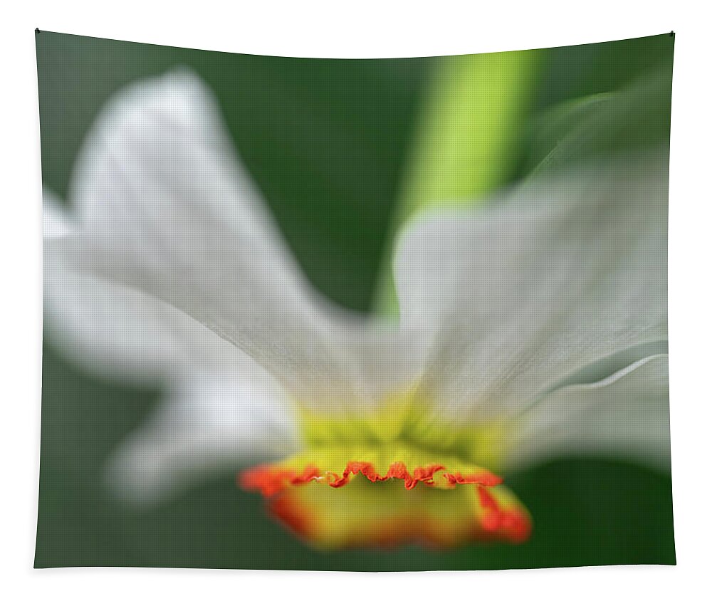 Bloom Tapestry featuring the photograph Poet's Daffodil by Robert FERD Frank