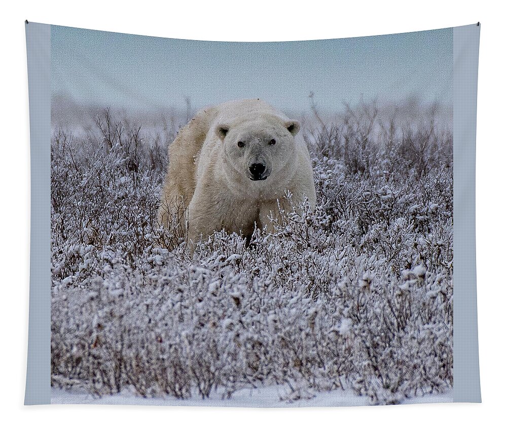 Bear Tapestry featuring the photograph Polar Bear in Snow Covered Willow by Mark Hunter