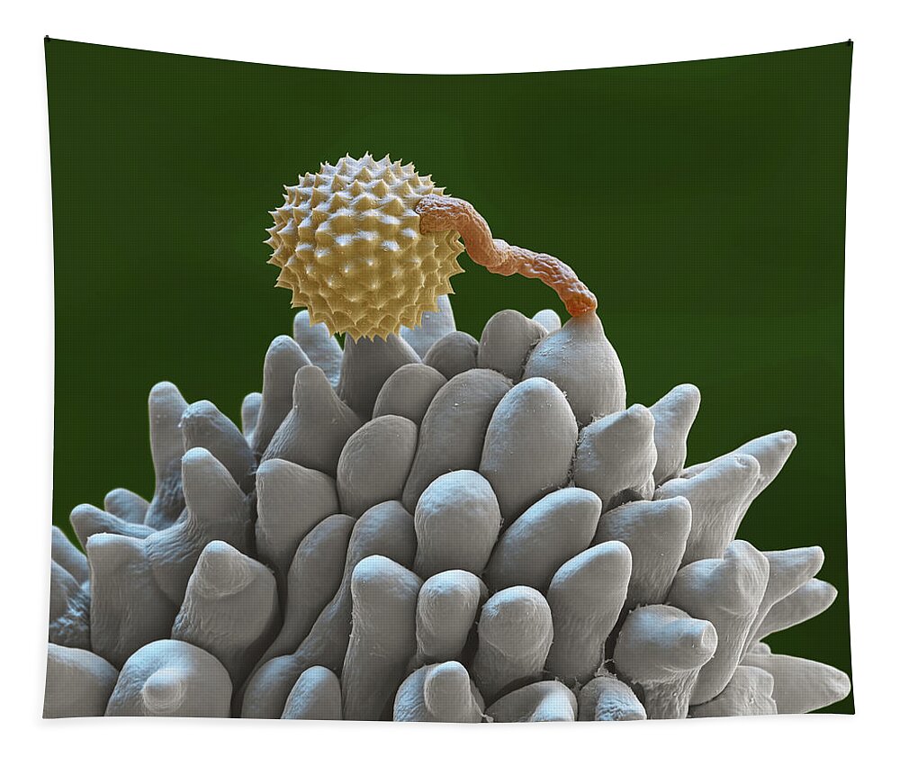 Ambrosia Tapestry featuring the photograph Pollen Grain Extending Pollen Tube, Sem by Oliver Meckes EYE OF SCIENCE