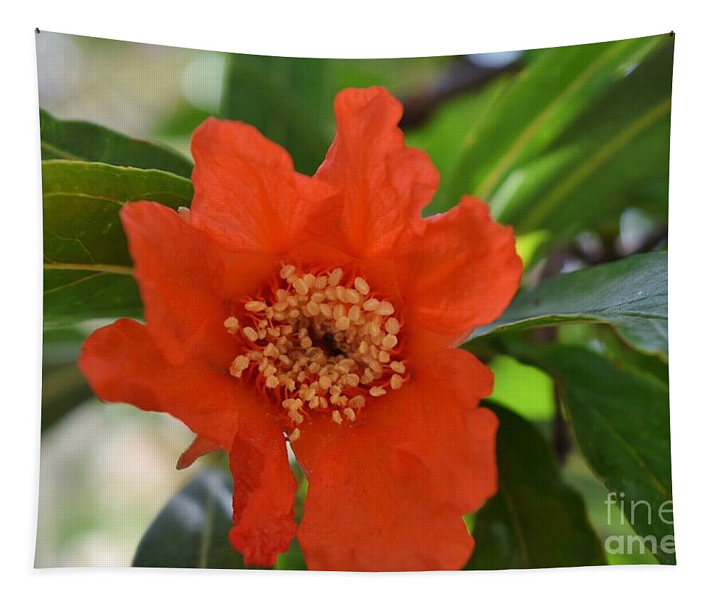 Pomegranate Flower Tapestry featuring the photograph Pomegranate Pomp by Janet Marie