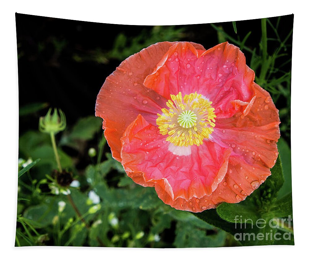 #poppy #coral #flower #spring #summer #petals #yellow #orange #pink #green #wildflowers Tapestry featuring the photograph Poppy by Cheryl McClure