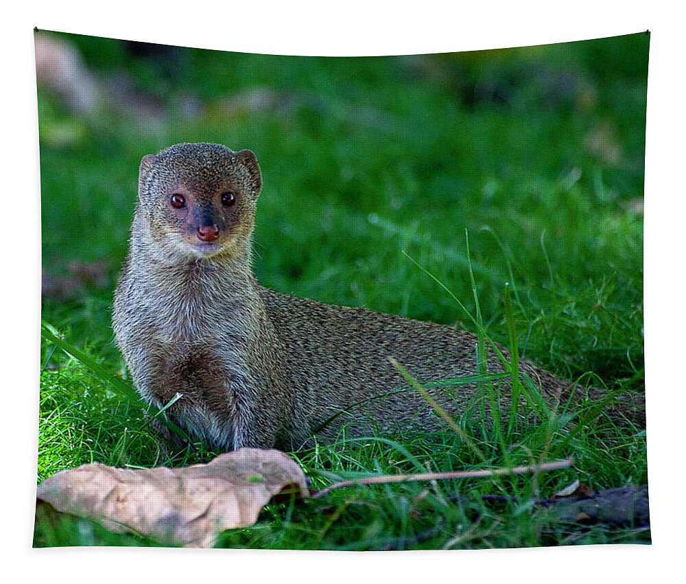 Oahu Tapestry featuring the photograph Portrait of a Mongoose by Anthony Jones