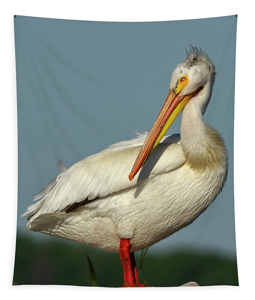 American White Pelican Tapestry featuring the photograph Portrait Of An American White Pelican 2014-1 by Thomas Young