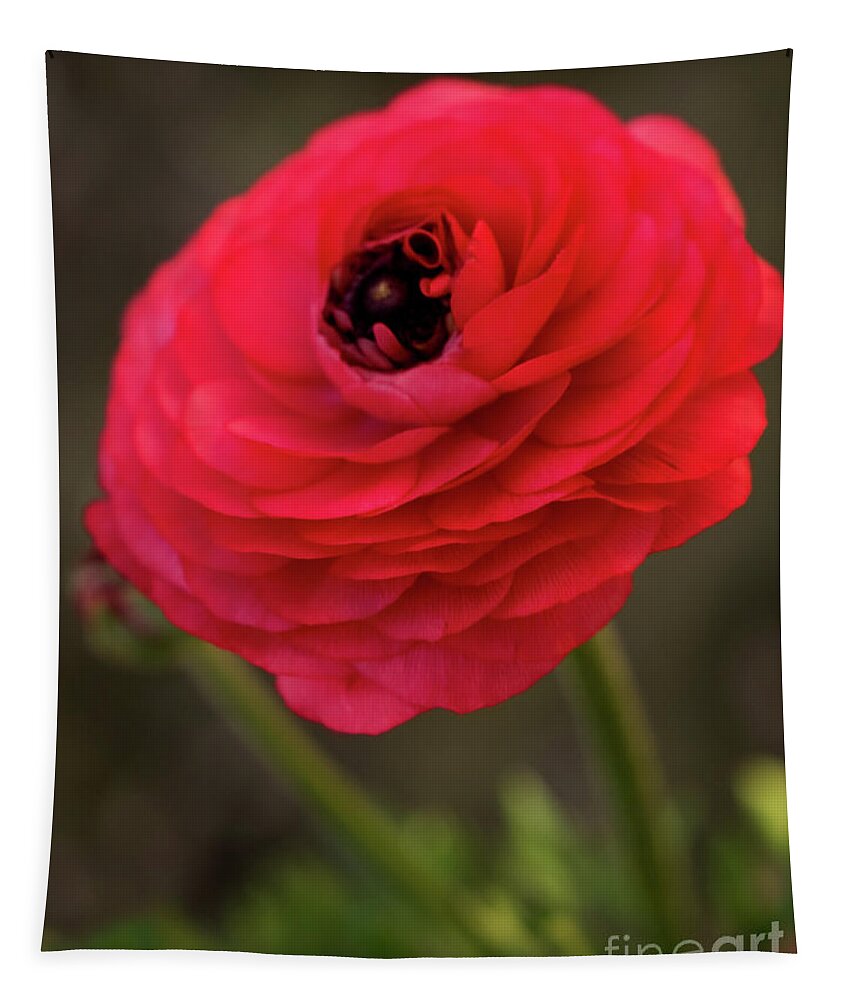 Color Tapestry featuring the photograph Portrait Of Ranunculus 2 by Dorothy Lee