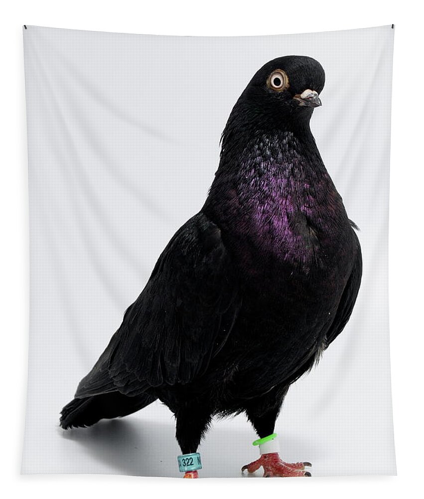 Bird Tapestry featuring the photograph Portuguese Tumbler Pigeon by Nathan Abbott