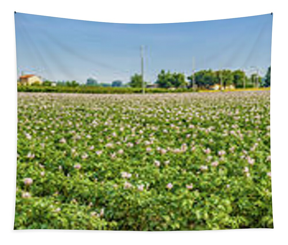 Italy Tapestry featuring the photograph Potato Fields by Vivida Photo PC