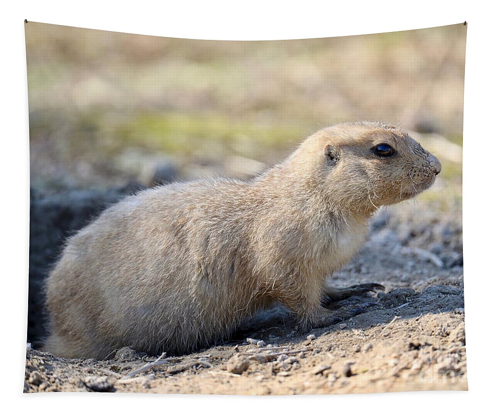 Black-tailed Prairie Dog Tapestry featuring the photograph Prairie Dog by Rachel Morrison