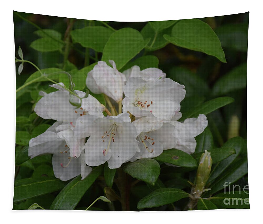 Rhododendron Tapestry featuring the photograph Pretty White Rhododendron Cluster on a Green Bush by DejaVu Designs