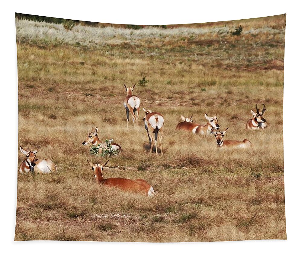 Pronghorn Antelope At Custer State Park Tapestry featuring the photograph Pronghorn Antelope at Custer State Park by Susan Jensen