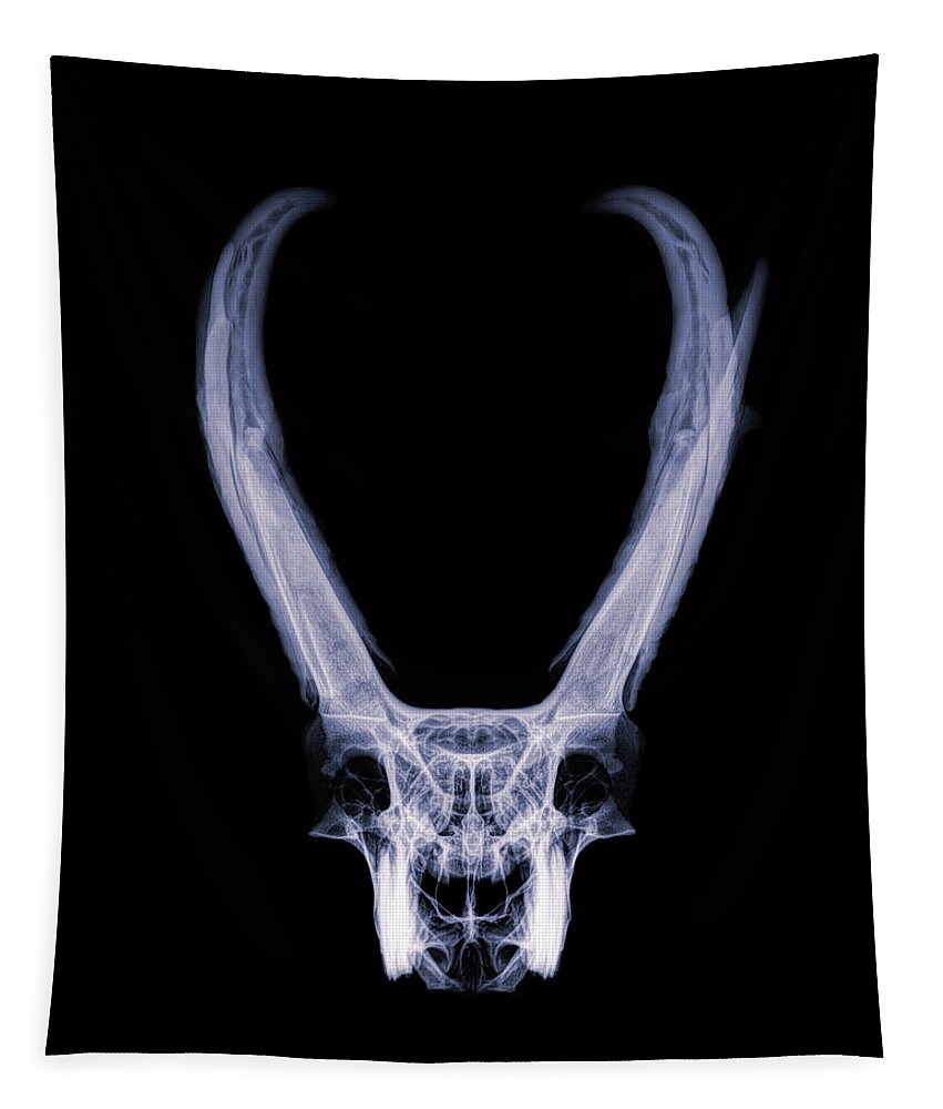 Kansas Tapestry featuring the photograph Pronghorn x-ray 02 by Rob Graham