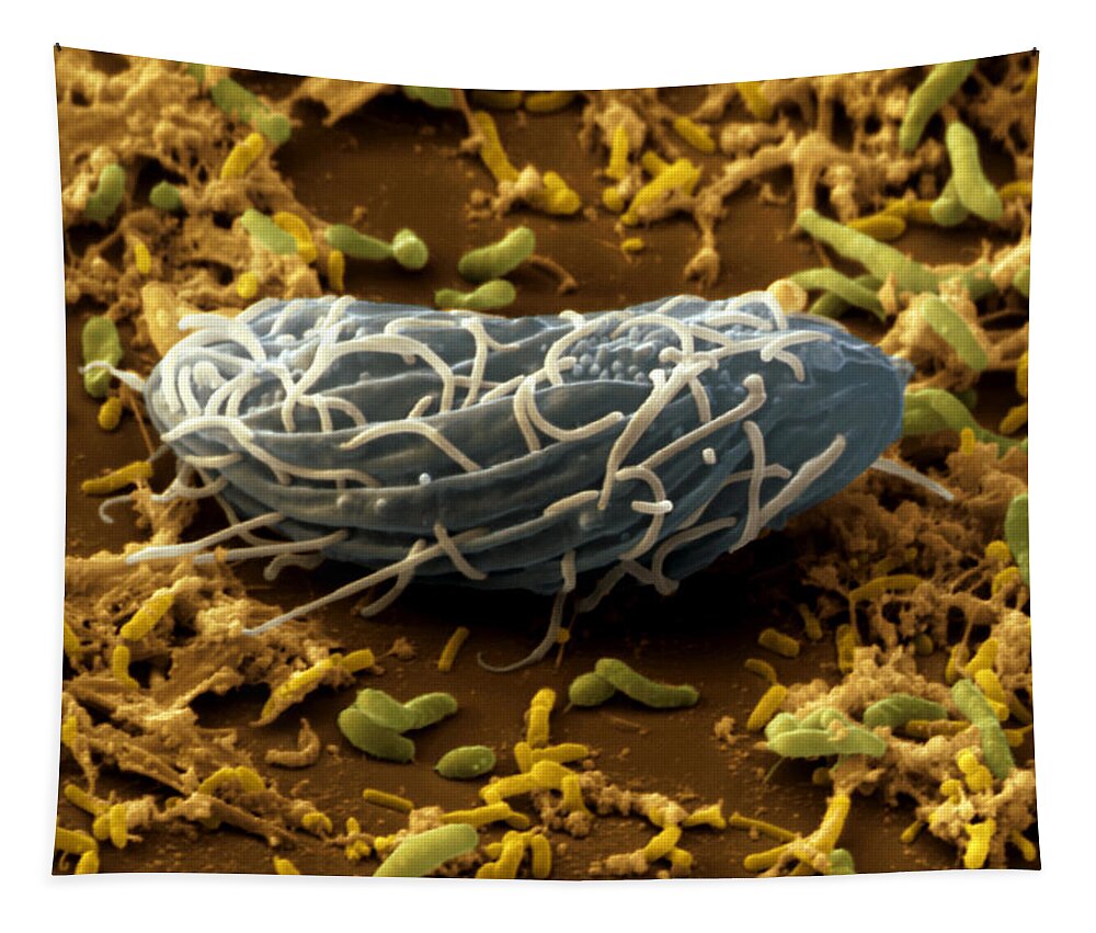 Biology Tapestry featuring the photograph Protozoa Ciliate Cyrtolophosis by Meckes/ottawa