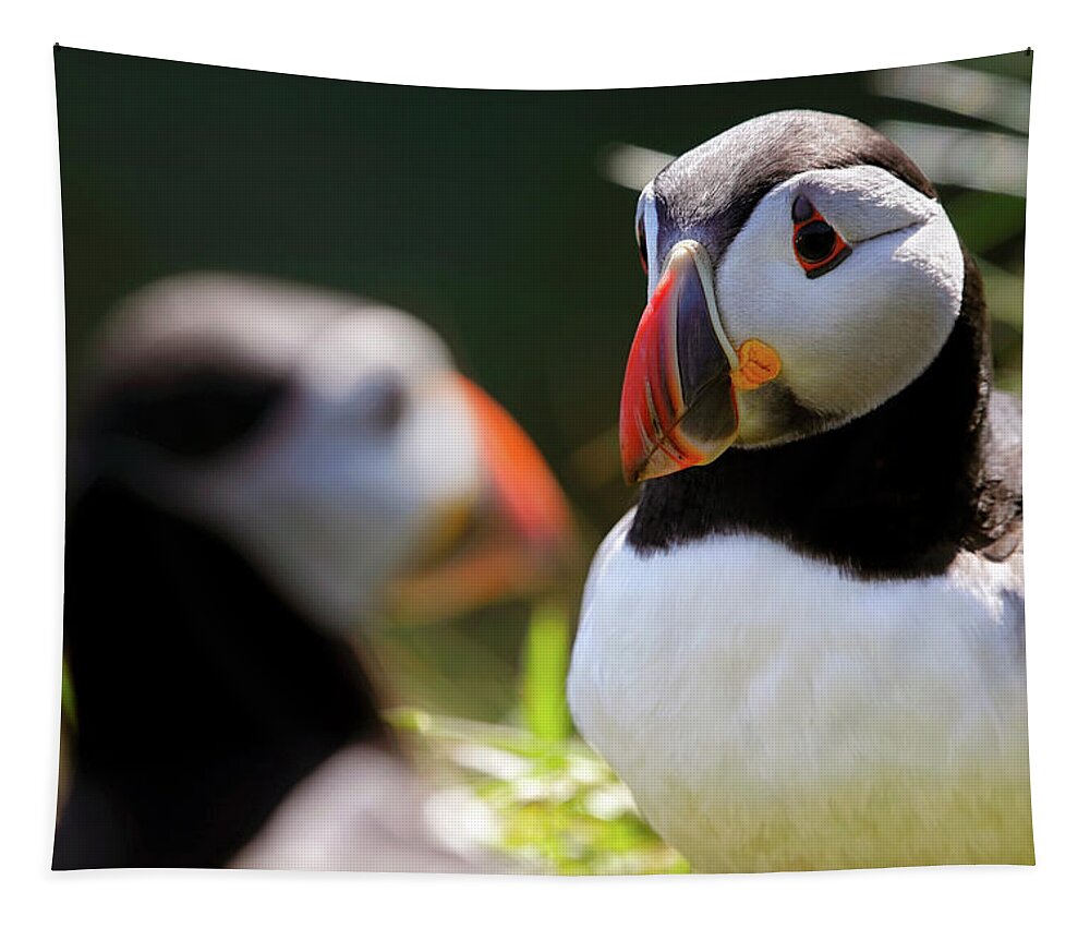 Puffin Tapestry featuring the photograph Puffin Focus - Staffa - Scotland by Jason Politte