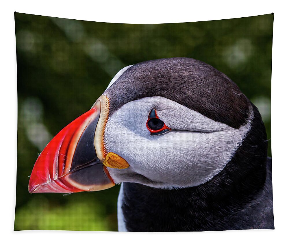Puffins Tapestry featuring the photograph Puffin Profile by Scene by Dewey
