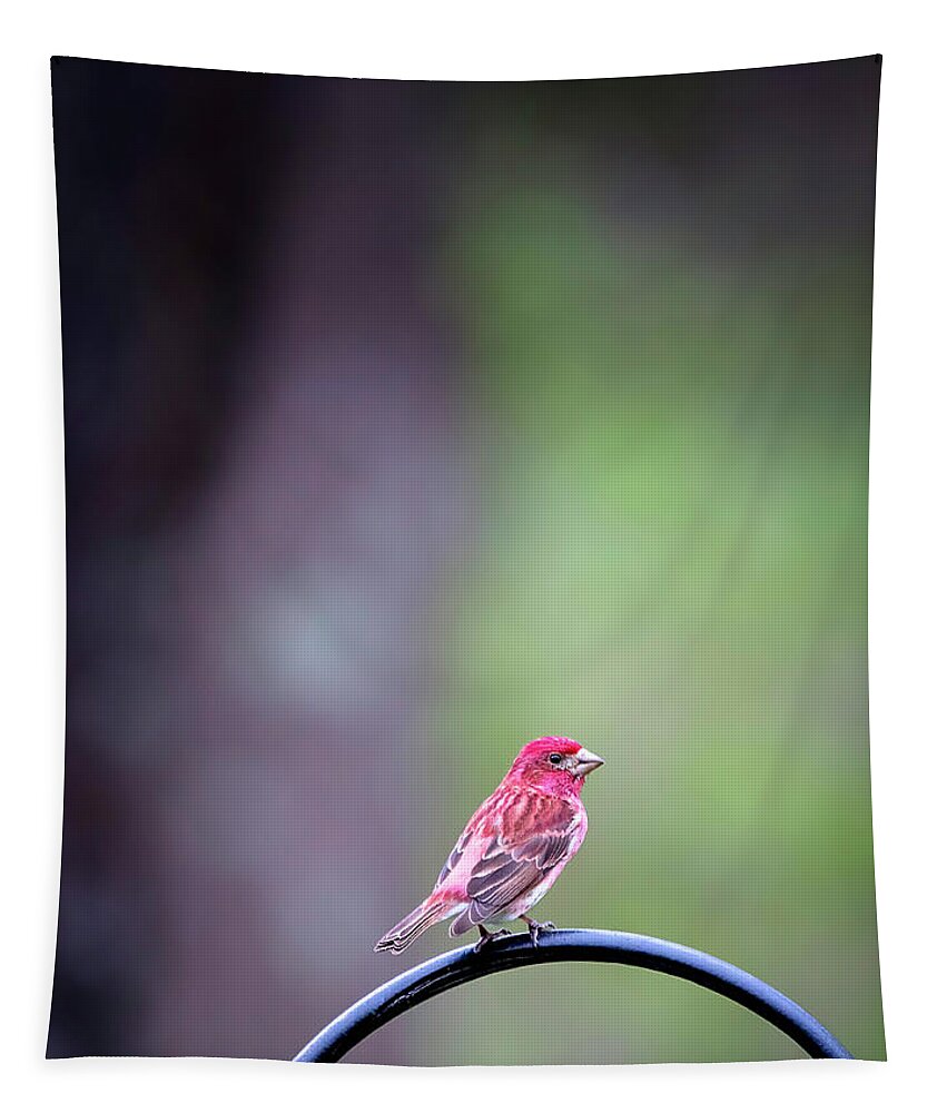 Purple Finch Tapestry featuring the photograph Purple Finch by Deborah Penland
