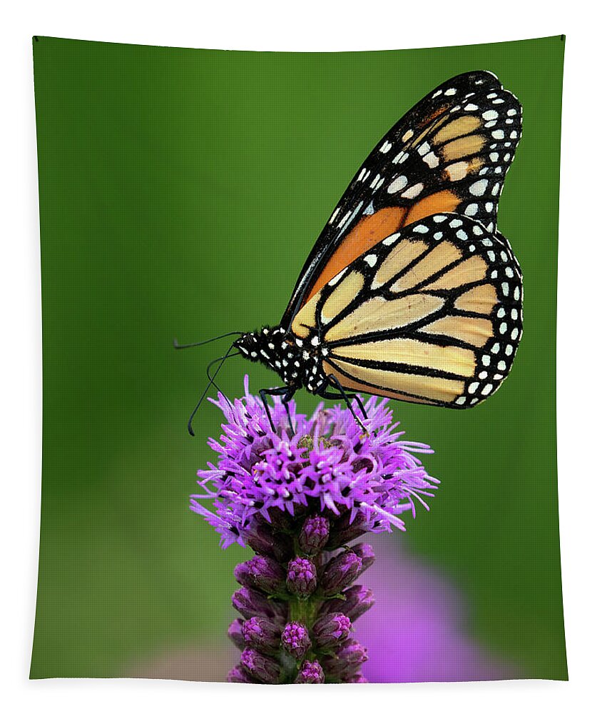 Butterfly Tapestry featuring the photograph Purple Pedestal by Art Cole
