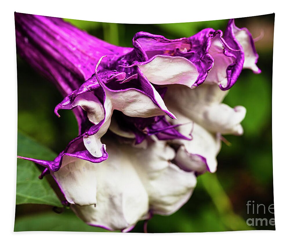 Brugmansia Tapestry featuring the photograph Purple Trumpet Flower by Raul Rodriguez