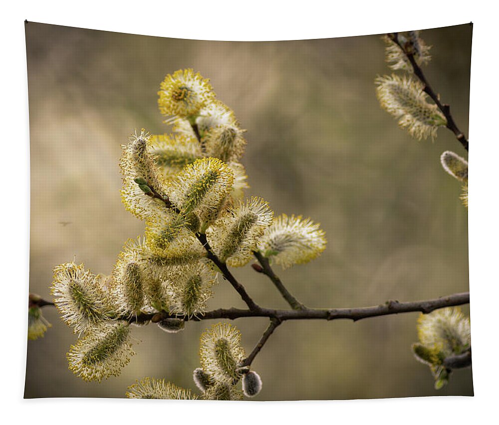 April Tapestry featuring the photograph Pussy Willow by Chris Smith