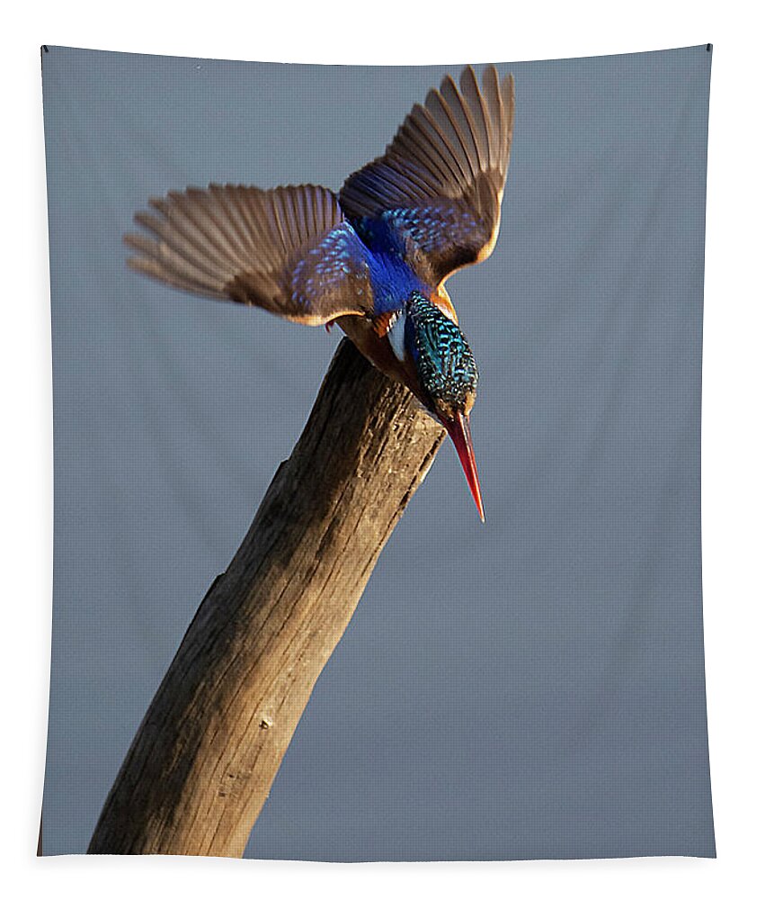 Pygmy Tapestry featuring the photograph Pygmy Kingfisher by Patrick Nowotny