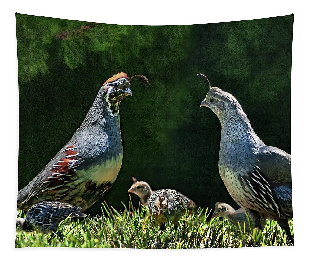 Quail Tapestry featuring the photograph Quail Family by Don Schimmel